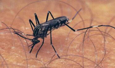 Tips To Avoid Mosquito Bites