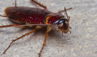 Use These Simple Hacks to Catch And Kill Cockroaches