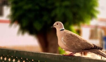 Would A Dove From France Understand A Dove From Spain