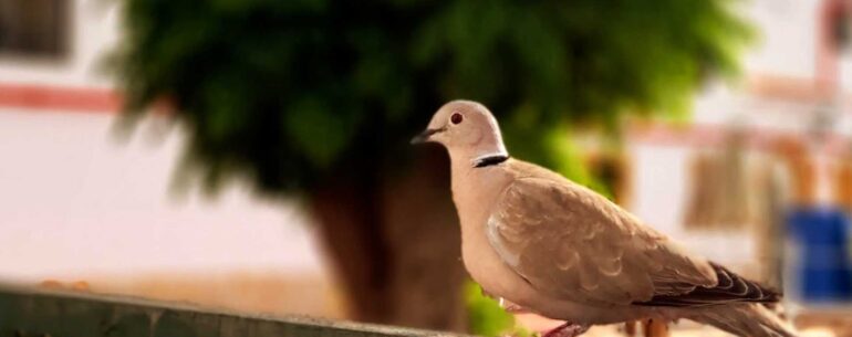 Would A Dove From France Understand A Dove From Spain